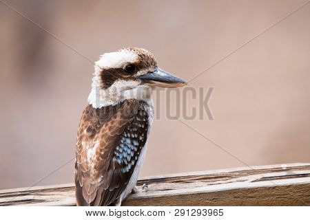 Australian Native Kookaburra Sitting On A Backyard Perch