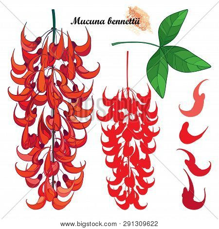 Vector Set Of Outline Mucuna Bennettii Or New Guinea Creeper Or Red Jade Vine Flower Bunch, Bud And 