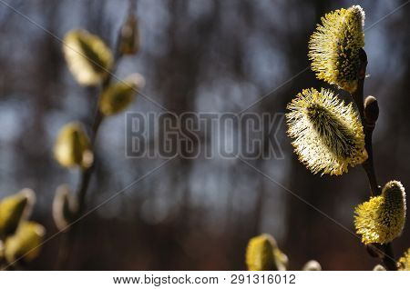 Twig Of A Willow Tree In Forest With Male Catkins Full Of Pollen