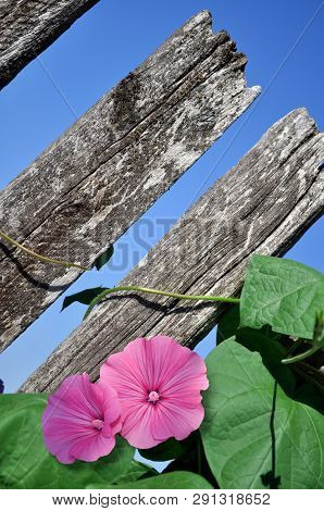 Pink Petunia Flower And Wooden Fence On Blue Sky Background