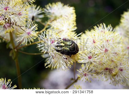 Beetle On White And Yellow Flowers In Spring