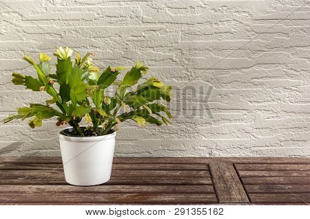 Christmas Cactus (schlumbergera), Beautiful Flower In White Flowerpot On Wooden Table, On White Wall