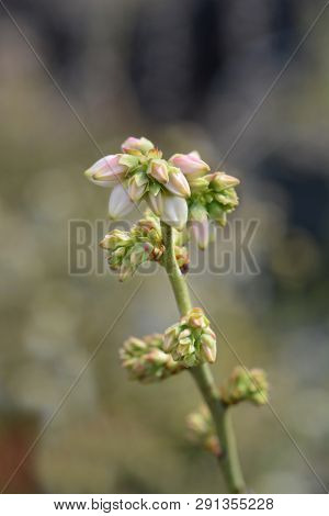 Highbush Blueberry - Latin Name - Vaccinium Corymbosum Blueray