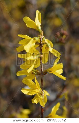 Forsythia Spectabilis - Latin Name - Forsythia X Intermedia Spectabilis