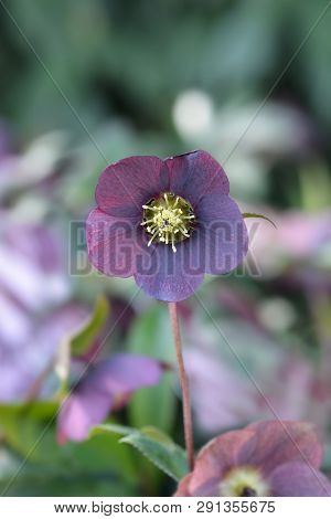 Lenten Rose Viv Victoria - Latin Name - Helleborus Orientalis Viv Victoria