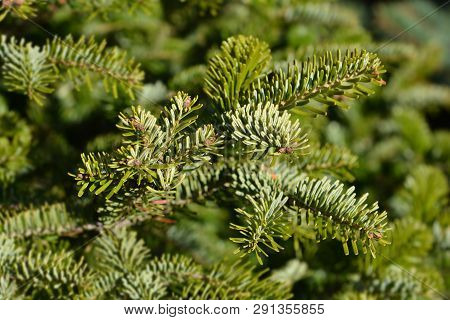 Nordmann Fir - Latin Name - Abies Nordmanniana