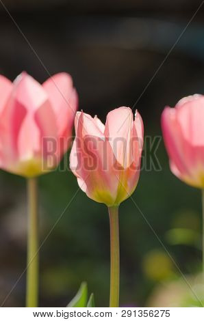 Pink And White Tulip