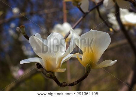 Symbol Of Spring, Female Charm And Chastity - Closeup Of Two Magnolia Flowers On Natural Background 
