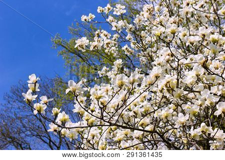 Symbol Of Spring, Female Charm And Chastity - Magnolia Flower Natural Blooming Branches On Blue Sky 