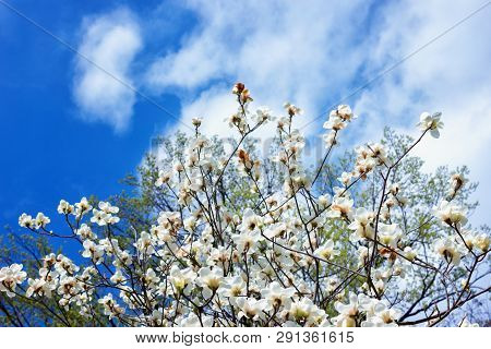 Symbol Of Spring, Female Charm And Chastity - Magnolia Flower Natural Blooming Branches On Blue Sky 