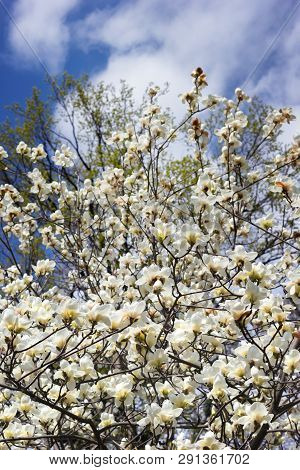 Symbol Of Spring, Female Charm And Chastity - Magnolia Flower Natural Blooming Branches On Blue Sky 
