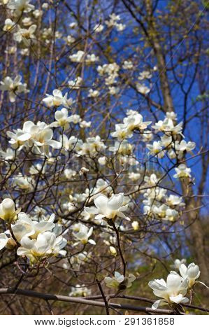 Symbol Of Spring, Female Charm And Chastity - Magnolia Flower Natural Blooming Branches For Fresh Sp