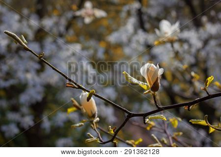 Branch With Magnolia Flower Bud Enlightened By Sun On Natural Background For Fresh Spring Design, Sy