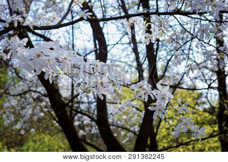 Symbol Of Spring, Female Charm And Chastity - Magnolia Flower Natural Blooming Branches For Fresh Sp