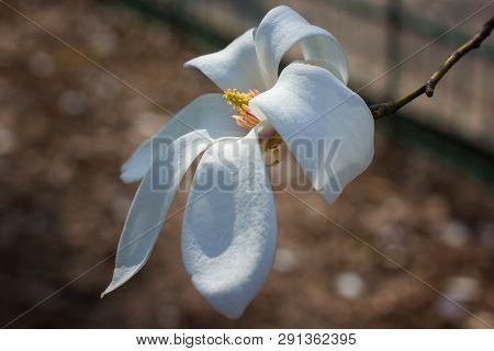 Symbol Of Spring, Female Charm And Chastity - Closeup Of Magnolia Flower On Natural Background For F