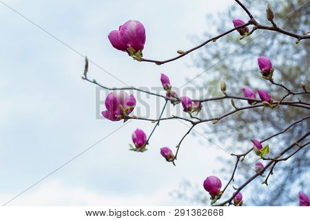 Symbol Of Spring, Female Charm And Chastity - Magnolia Flower Natural Blooming Branches On Blue Sky 