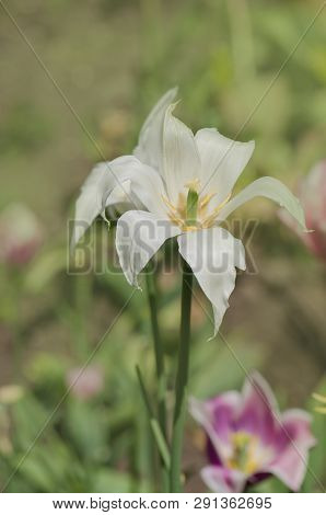 White Lily Flowering Tulip