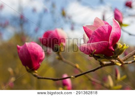 Symbol Of Spring, Female Charm And Chastity - Closeup Of Magnolia Flower On Natural Background For F