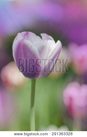 Purpe Tulip Edged With Shades Of Creamy White. Tulip Variety Siesta