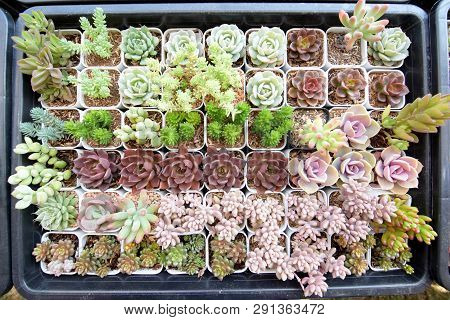 Top View Close Up Image On Many Kind Of Cute Cactus In Small Square Flowerpots, Plant Growth In Busi