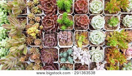 Top View Close Up Image On Many Kind Of Cute Cactus In Small Square Flowerpots, Plant Growth In Busi