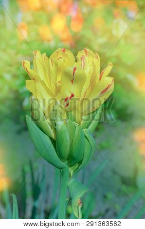 Yellow Flowers Tulip Fruit Cocktail