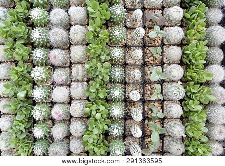 Top View Close Up Image On Many Kind Of Cute Cactus In Small Square Flowerpots, Plant Growth In Busi