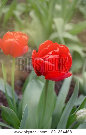 Red Tulips On Garden Background