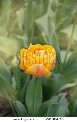Bunch Of Duo Double Orange Spring Tulips Sunlover