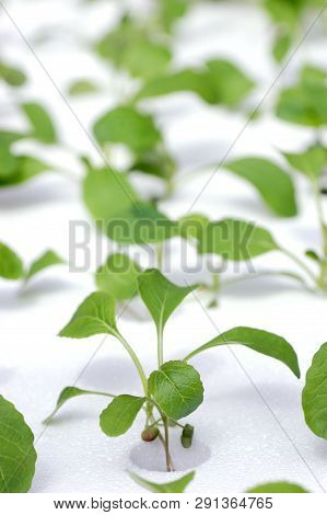 Hydroponic Sprout Growth Process In Biology Laboratory, Science Experiment For Farming Technology An