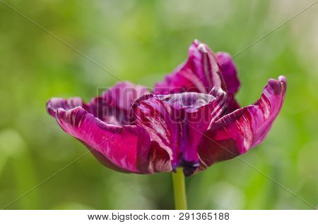Violet Purple Fringed Tulip Gorilla