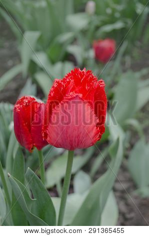 Terry Red Fringed Tulip