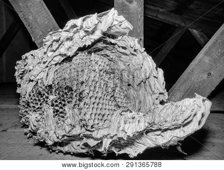 Vespiary. Wasps Polist In Garden House. Multi Generation Wasps Nest.