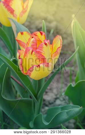 Beautiful Tulip With Stripe Cape Town