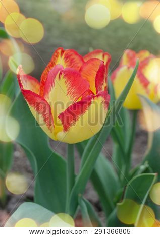 Beautiful Tulip With Stripe Cape Town