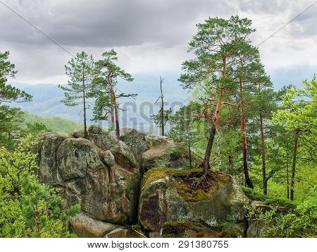 Pines Growing On Top Of The Outcrop Of Gigantic Sandstone Rocks Among The Forest In Spring Cloudy Da