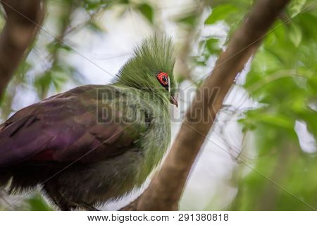Knysna's Turaco On A Branch In The Forest.