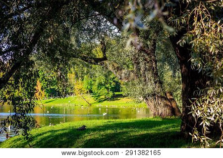 Morning Autumn Park. Picture Autumn Park. Park At Sunrise In The Fall. Sunny Morning. Beginning Of A