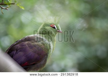 Knysna's Turaco On A Branch In The Forest.