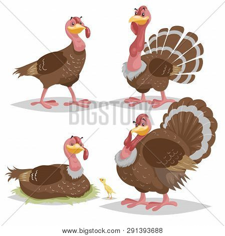Cute Turkeys Set. Cartoon Simple Gradient Design. Female And Male Birds Standing. Thanksgiving Symbo