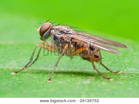 Housefly