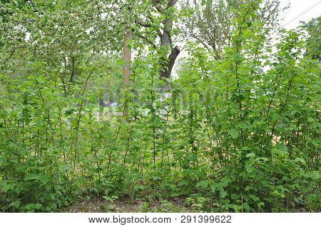 Young Spring Green Raspberry Canes Grow In Garden