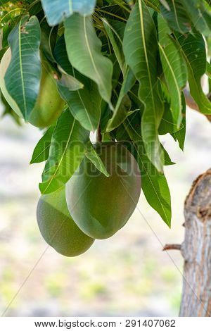 Tropical Mango Tree With Big Ripe Mango Fruits Growing In Orchard On Gran Canaria Island, Spain. Cul