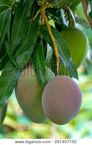 Tropical Mango Tree With Big Ripe Mango Fruits Growing In Orchard On Gran Canaria Island, Spain. Cul