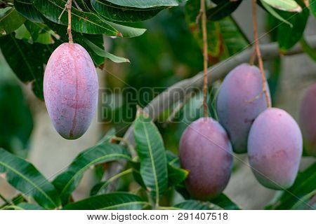 Tropical Mango Tree With Big Ripe Mango Fruits Growing In Orchard On Gran Canaria Island, Spain. Cul