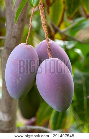 Tropical Mango Tree With Big Ripe Mango Fruits Growing In Orchard On Gran Canaria Island, Spain. Cul