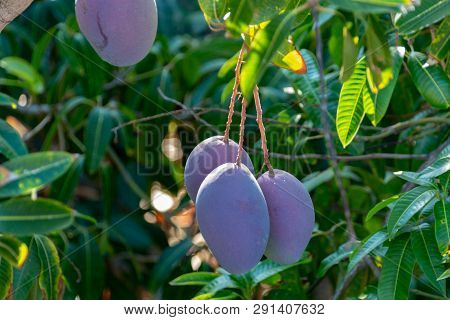 Tropical Mango Tree With Big Purple Ripe Mango Fruits Growing In Orchard On Gran Canaria Island, Spa