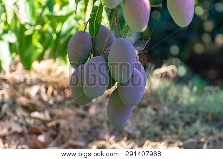 Tropical Mango Tree With Big Ripe Mango Fruits Growing In Orchard On Gran Canaria Island, Spain. Cul
