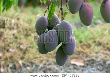 Tropical Mango Tree With Big Ripe Mango Fruits Growing In Orchard On Gran Canaria Island, Spain. Cul
