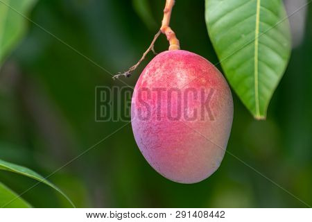 Tropical Mango Tree With Big Ripe Mango Fruits Growing In Orchard On Gran Canaria Island, Spain. Cul